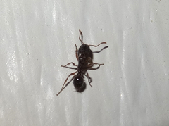 Tetramorium immigrans