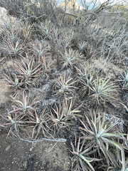 Agave capensis