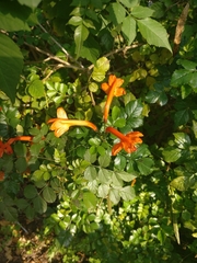 Tecomaria capensis