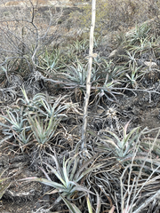 Agave capensis