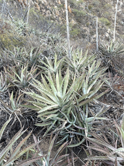 Agave capensis