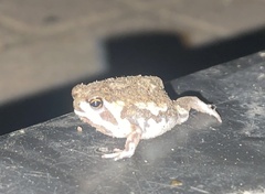 Breviceps