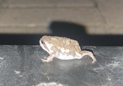 Breviceps