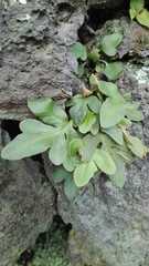 Pleopeltis polypodioides