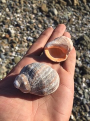Rapaninae