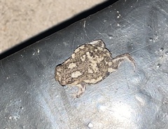Breviceps