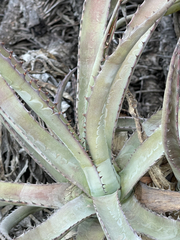 Agave capensis