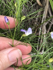 Psoralea usitata