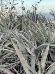 Agave capensis