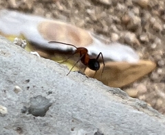 Dorymyrmex bicolor
