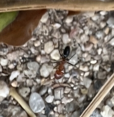 Dorymyrmex bicolor