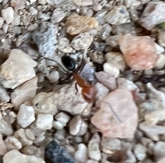 Dorymyrmex bicolor