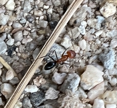 Dorymyrmex bicolor