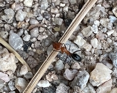 Dorymyrmex bicolor