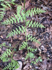 Pteridium aquilinum