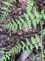 Pteridium aquilinum