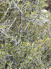 Castela peninsularis