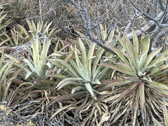 Agave capensis