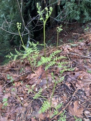 Pteridium aquilinum
