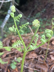 Pteridium aquilinum