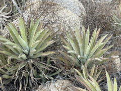 Agave capensis