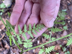 Pteridium aquilinum