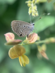 Hemiargus hanno