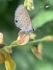 Hemiargus hanno