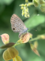 Hemiargus hanno