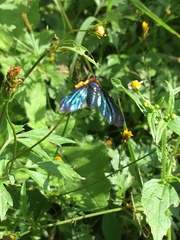 Cyananthrax cyanopterus