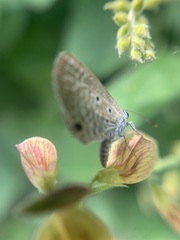 Hemiargus hanno