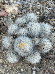 Mammillaria schumannii