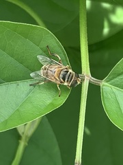 Tabanomorpha