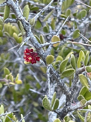 Castela peninsularis