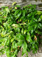Ruscus colchicus