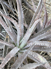 Agave capensis