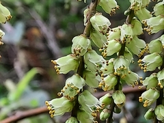 Stachyurus himalaicus