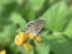 Hemiargus hanno