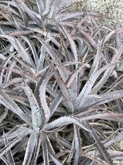 Agave capensis