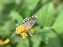Hemiargus hanno