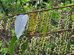 Stachyurus himalaicus