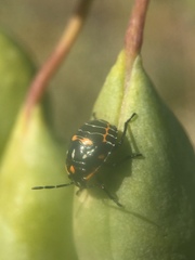 Murgantia histrionica