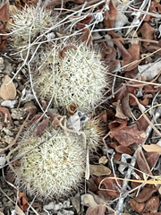 Mammillaria schumannii