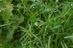 Myosotis laxa