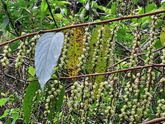 Stachyurus himalaicus