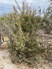 Castela peninsularis