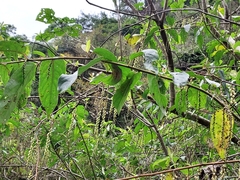 Stachyurus himalaicus