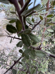 Castela peninsularis