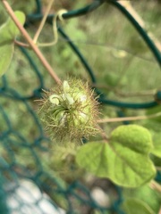 Passiflora