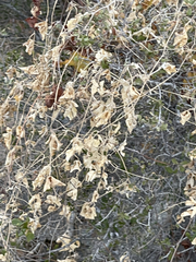 Ibervillea sonorae